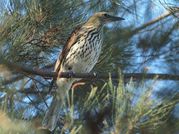 Olive-backed Oriole | Oriolus sagittatus photo