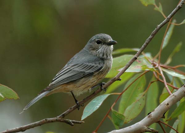 Rufous Whistler | Pachycephala rufiventris photo