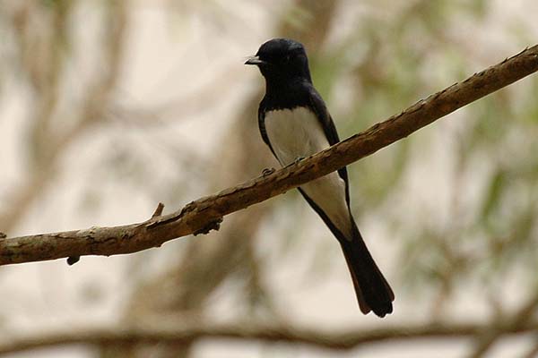 Satin Flycatcher | Myiagra cyanoleuca photo