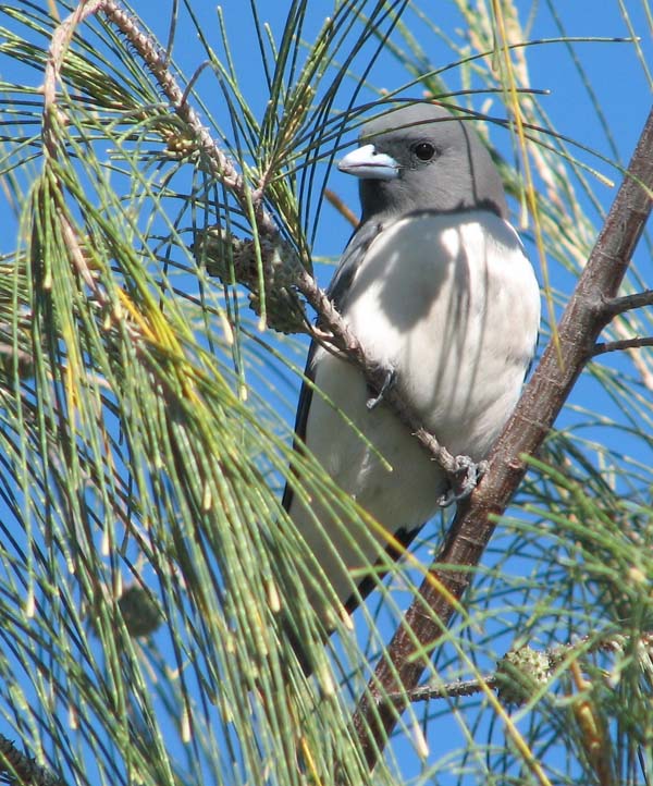 White-breasted Woodswallow | Artamus leucorynchus photo