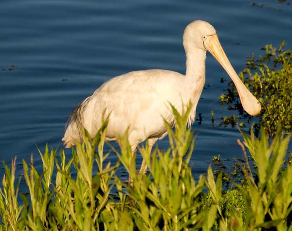 Yellow-billed Spoonbill | Platalea flavipes photo