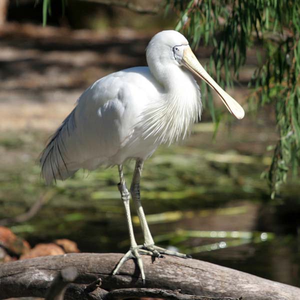 Yellow-billed Spoonbill | Platalea flavipes photo