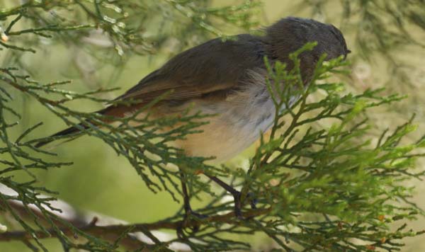 Inland Thornbill | Acanthiza apicalis photo