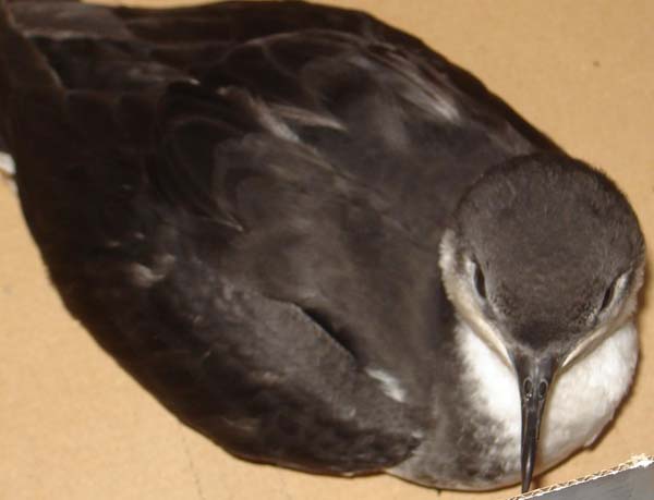 Audubons Shearwater | Puffinus lherminieri photo