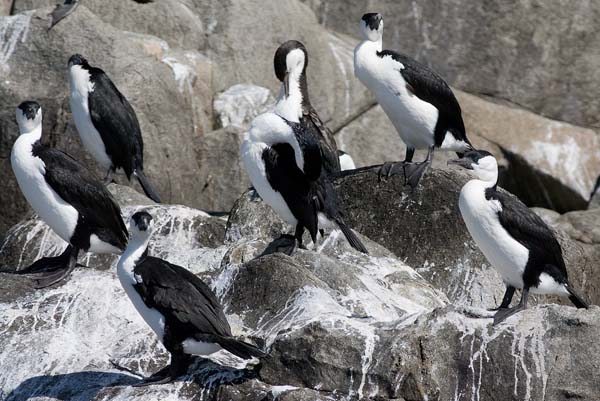 Black-faced Cormorant | Phalacrocorax fuscescens photo