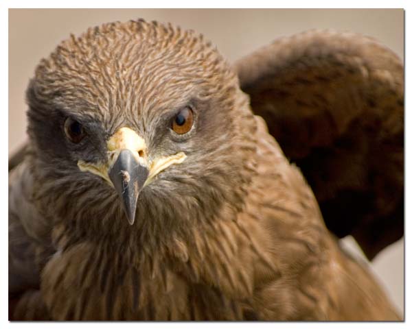 Black Kite | Milvus migrans photo