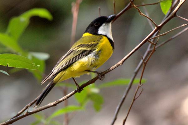 Golden Whistler | Pachycephala pectoralis photo