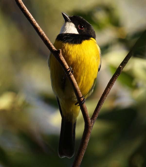 Golden Whistler | Pachycephala pectoralis photo