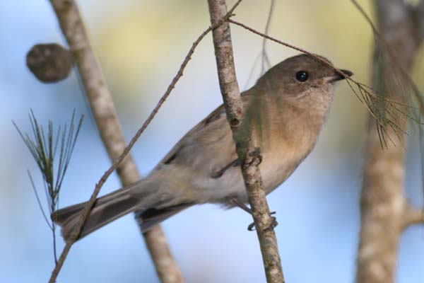 Golden Whistler | Pachycephala pectoralis photo