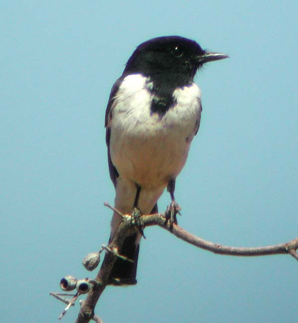 Hooded Robin | Melanodryas cucullata photo