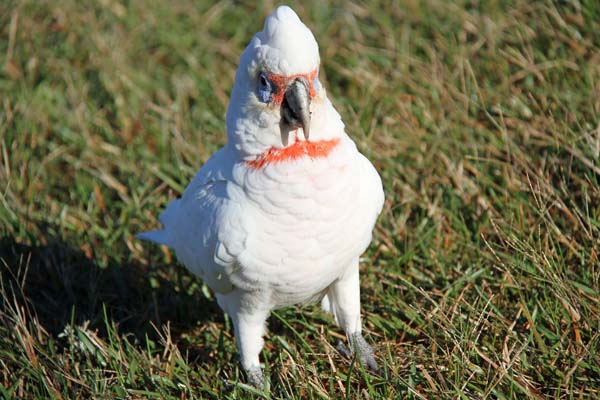 Long-billed Corella | Cacatua tenuirostris photo