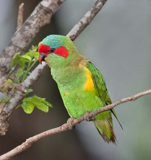 Musk Lorikeet | Glossopsitta concinna photo