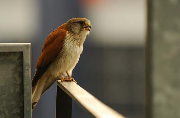 Nankeen Kestrel | Falco cenchroides photo