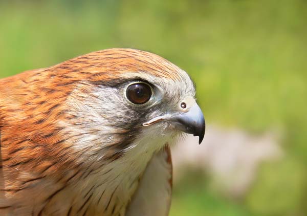 Nankeen Kestrel | Falco cenchroides photo