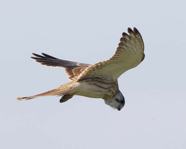 Nankeen Kestrel | Falco cenchroides photo