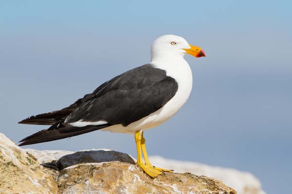 Pacific Gull | Larus pacificus photo