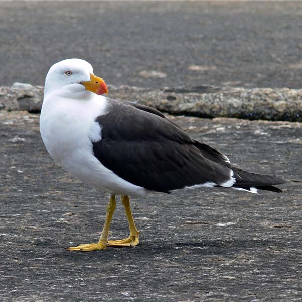 Pacific Gull | Larus pacificus photo