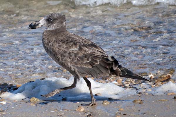 Pacific Gull | Larus pacificus photo