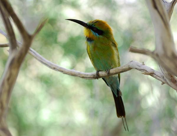 Rainbow Bee-eater | Merops ornatus photo