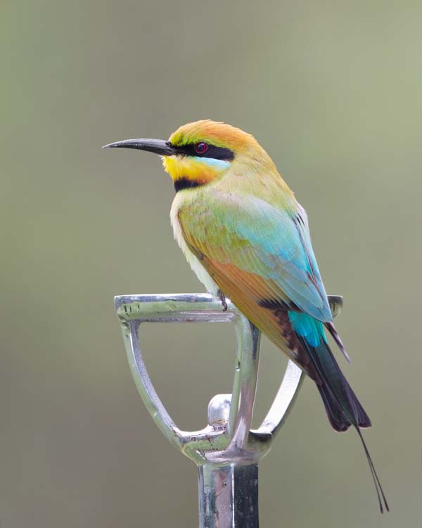 Rainbow Bee-eater | Merops ornatus photo