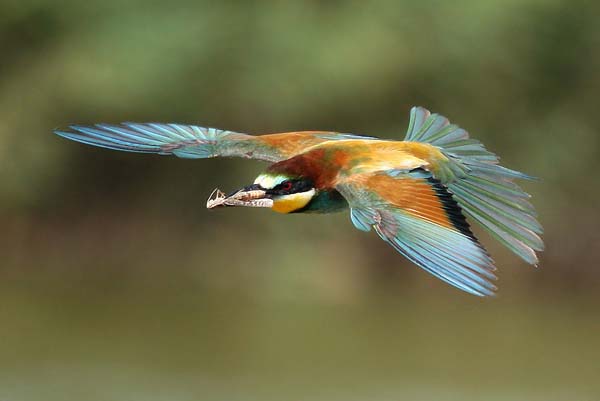 Rainbow Bee-eater | Merops ornatus photo