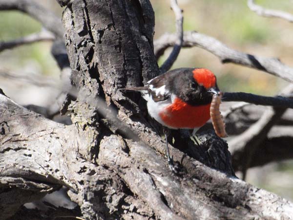 Red-capped Robin | Petroica goodenovii photo