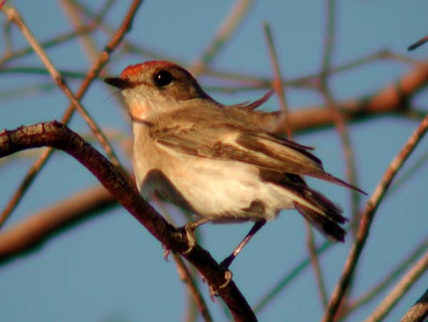 Red-capped Robin | Petroica goodenovii photo