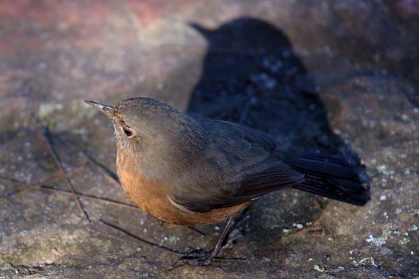 Rock Warbler | Origma solitaria photo