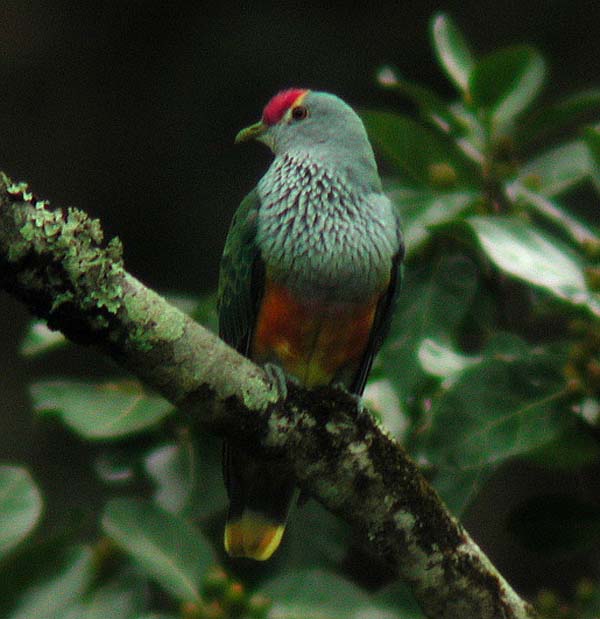 Rose-crowned Pigeon | Ptilinopus regina photo