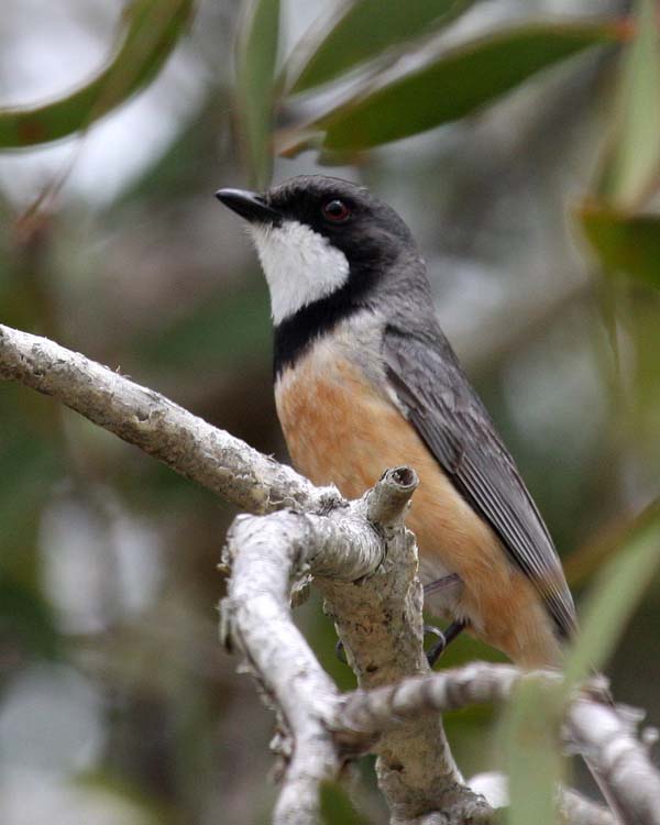 Rufous Whistler | Pachycephala rufiventris photo