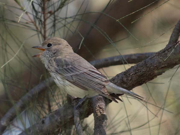 Rufous Whistler | Pachycephala rufiventris photo