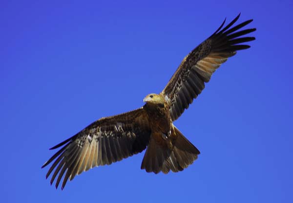 Whistling Kite | Haliastur sphenurus photo