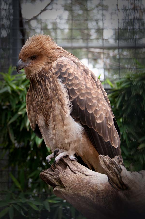 Whistling Kite | Haliastur sphenurus photo