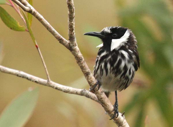 White-cheeked Honeyeater | Phylidonyris nigra photo