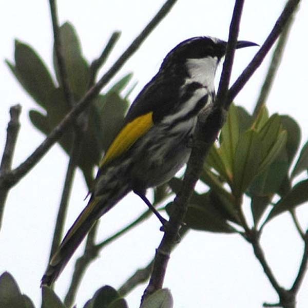 White-cheeked Honeyeater | Phylidonyris nigra photo