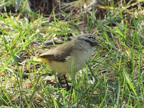 Yellow-rumped Thornbill | Acanthiza chrysorrhoa photo