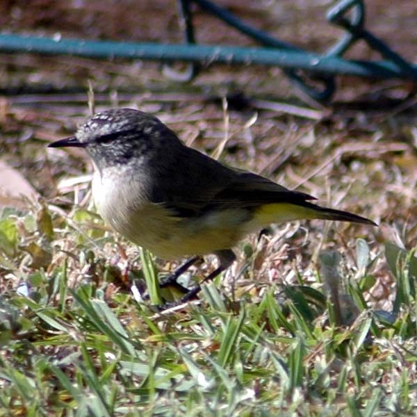 Yellow-rumped Thornbill | Acanthiza chrysorrhoa photo