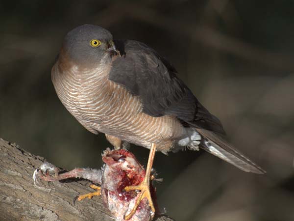 Collared Sparrowhawk | Accipiter cirrocephalus photo