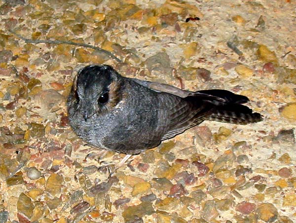 Australian Owlet-nightjar | Aegotheles cristatus photo