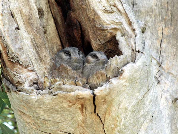 Australian Owlet-nightjar | Aegotheles cristatus photo