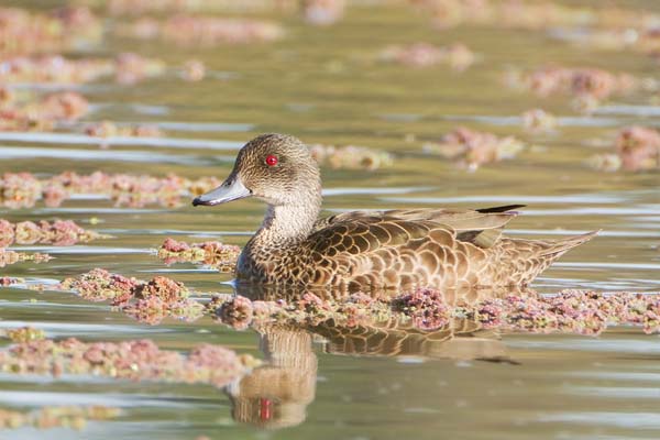 Grey Teal | Anas gracilis photo