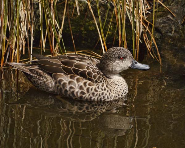 Grey Teal | Anas gracilis photo