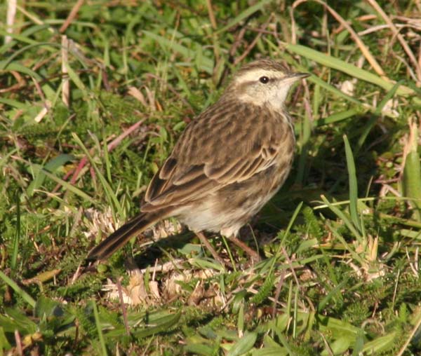 Australasian Pipit | Anthus novaeseelandiae photo