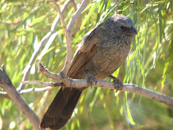 Apostlebird | Struthidea cinerea photo