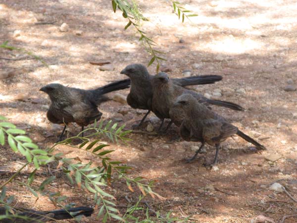 Apostlebird | Struthidea cinerea photo