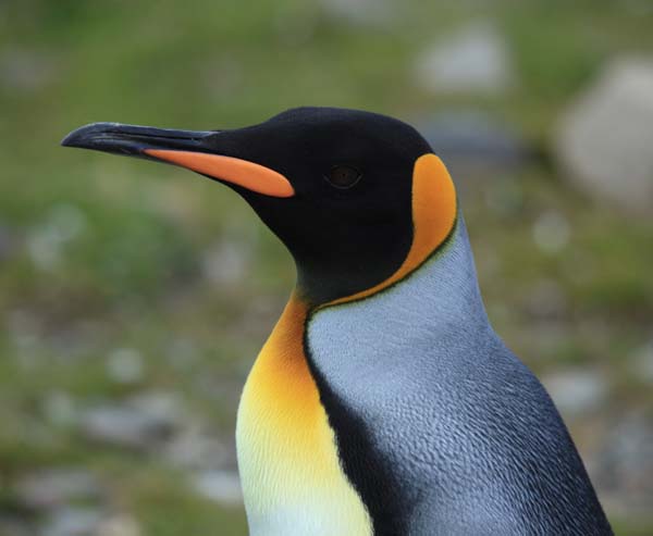 King Penguin | Aptenodytes patagonicus photo