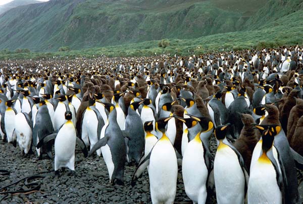 King Penguin | Aptenodytes patagonicus photo