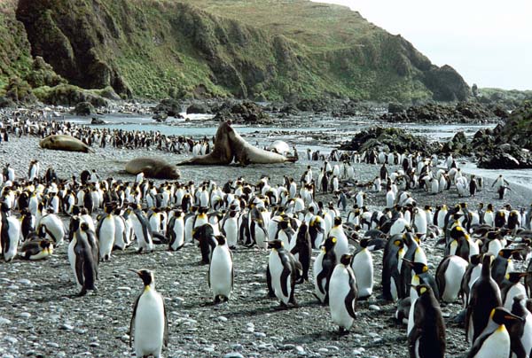 King Penguin | Aptenodytes patagonicus photo