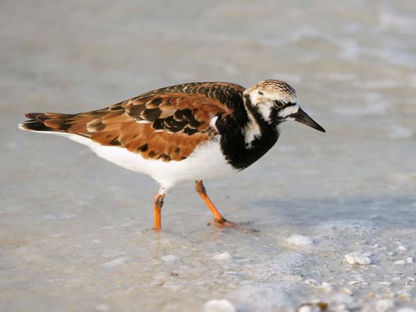 Ruddy Turnstone | Arenaria interpres photo