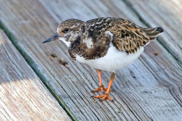 Ruddy Turnstone | Arenaria interpres photo